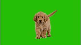 Green Screen Golden Retriever Puppy Running Toward Camera high quality 4k video - Powered by Shutterstock - Get 15% off with code: PIKWIZARD15