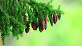 A spruce branch with cones. High quality 4k footage - Powered by Shutterstock - Get 15% off with code: PIKWIZARD15