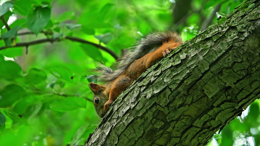 A squirrel sits on a tree branch. High quality 4k footage