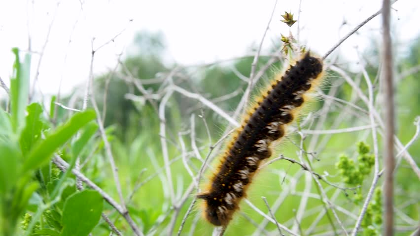 A close-up view of Silkworm grass. The caterpillar climbs down a blade of grass, running away from the person who disturbed it