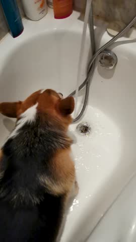 A tricolor corgi stands in the bathroom after a walk to wash his paws, and greedily drinks water from the tap