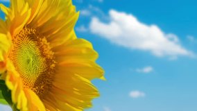 Sunflower against the background of a blue sky with clouds. High quality 4k footage - Powered by Shutterstock - Get 15% off with code: PIKWIZARD15