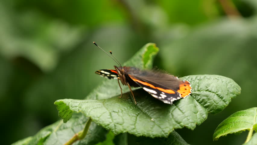 Slow Motion of Butterfly in Flowers Garden. Big Butterfly Flying From One Flower to Another in Beautiful Garden With Flowers. Ecology environmental conservation.