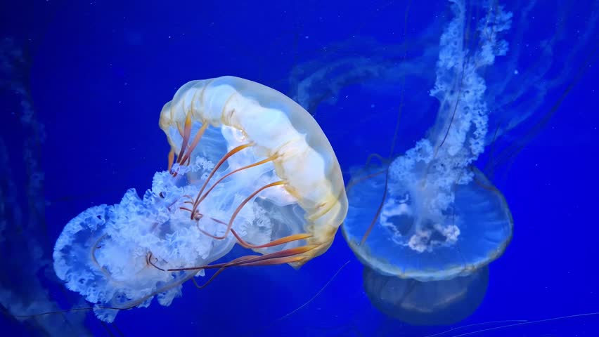 Medusas swims underwater. Beautiful jellyfishes swims in dark blue water