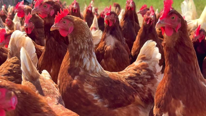 Group of brown free range chickens walking on farmyard in sunny countryside outdoor