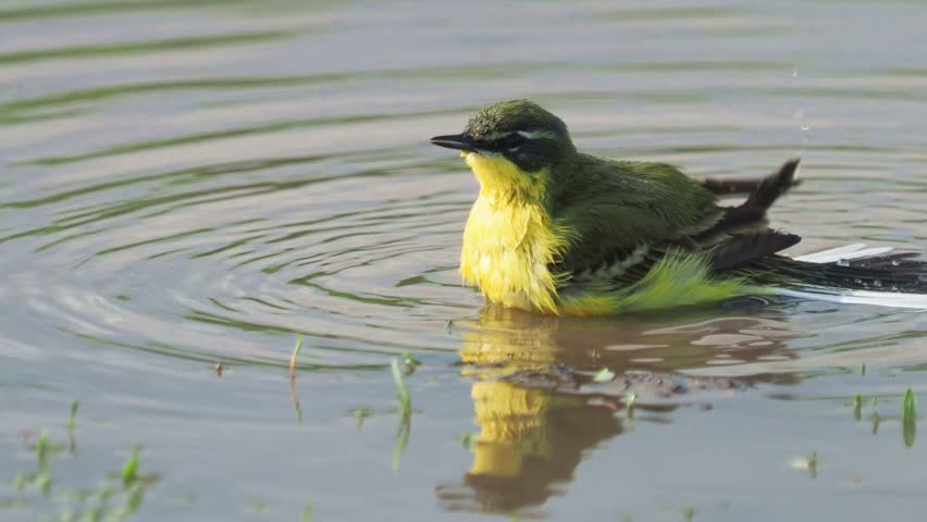The western yellow wagtail bird cleaning feathers in the water, Motacilla flava