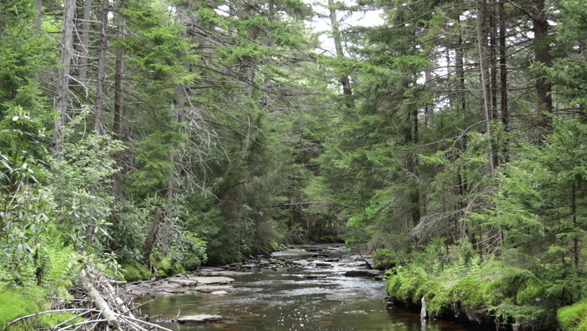 Upstream view of Stonecoal Run in Dolly Sods Wilderness, Monongahela National Forest, West Virginia, with clear creek, mossy banks, and dense evergreens in a peaceful, natural setting.