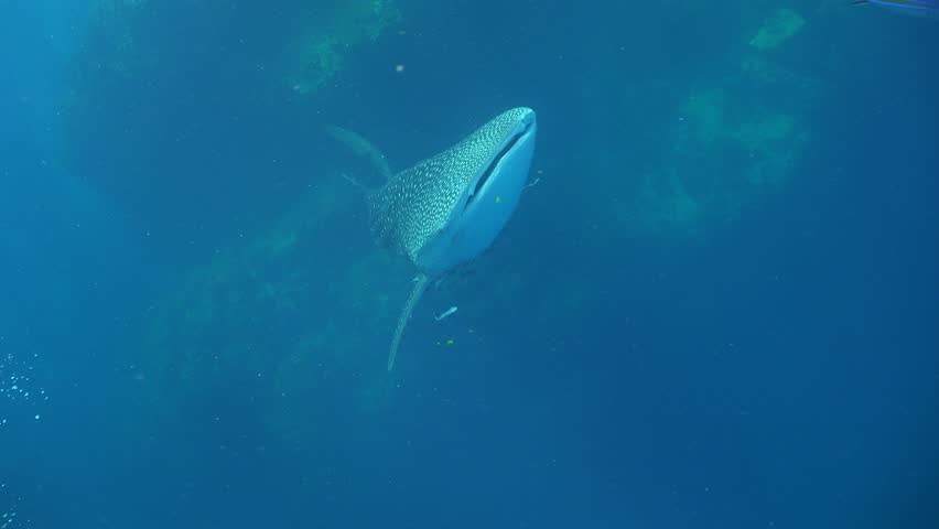 Whale shark (Rhincodon typus) rises close to the surface in front of the camera. Many snorkelers are on the surface while a freediver swims between the camera and the shark.