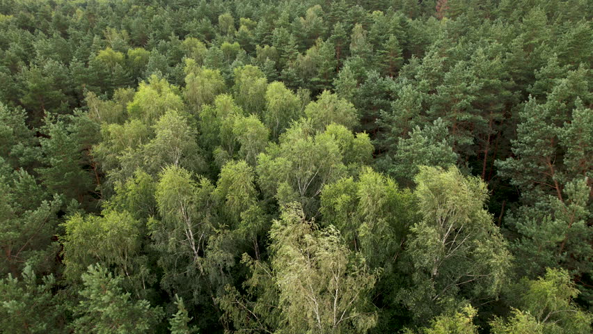 Texture Background of Great Green Forest View From Above. Aerial View Top Down of Green Forest Poland Beautiful Nature. Flying Above Pine Tree Tops and Green Spruce. Ecology Environmental Conservation