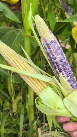 Blue corn harvest from home garden heirloom crop