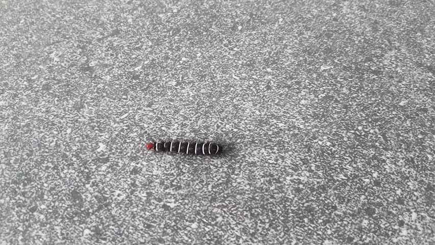 Caterpillar crawling on a grey textured surface, showing black body with white stripes and red head. Close-up macro footage of insect movement and wildlife behavior in natural environment.