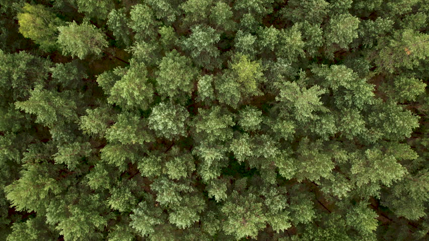 Texture Background of Great Green Forest View From Above. Aerial View Top Down of Green Forest Poland Beautiful Nature. Flying Above Pine Tree Tops and Green Spruce. Ecology Environmental Conservation