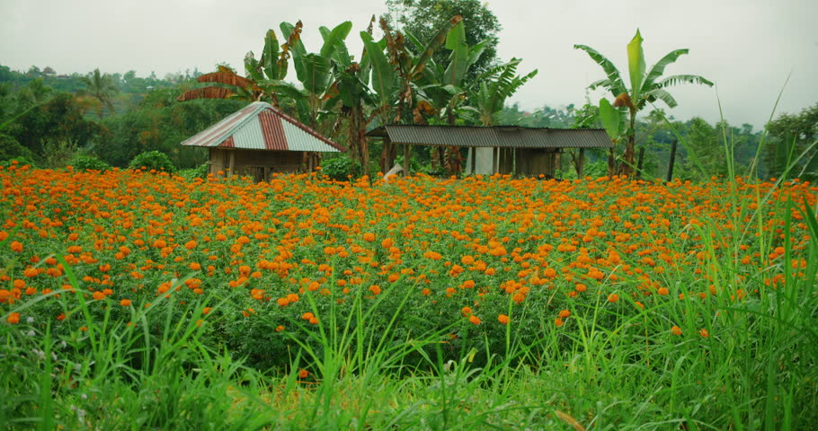 Orange marigolds bloom across a field with rustic huts and banana trees in Bali