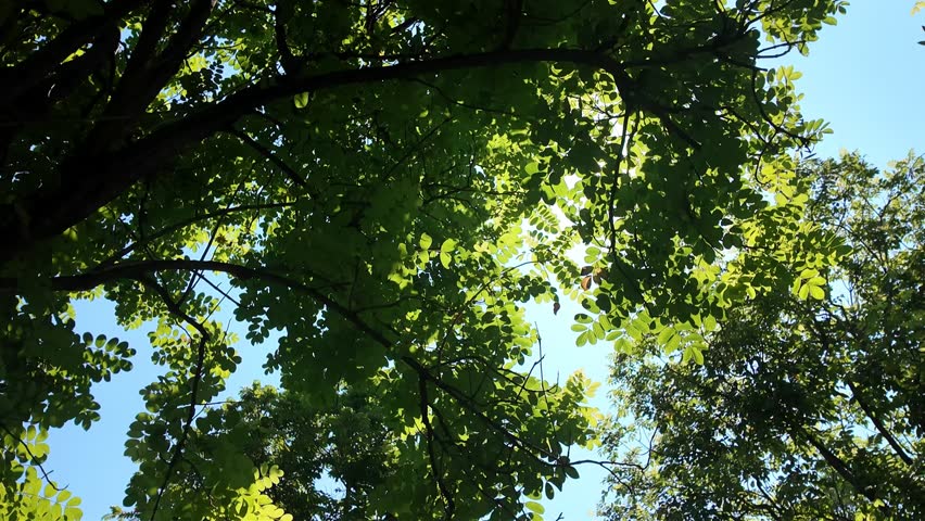 HD vertical footage of tree branches and green leaves viewed upward in summer sunlight, capturing peaceful forest canopy and natural outdoor environment. Ideal for advertising, eco documentaries, natu