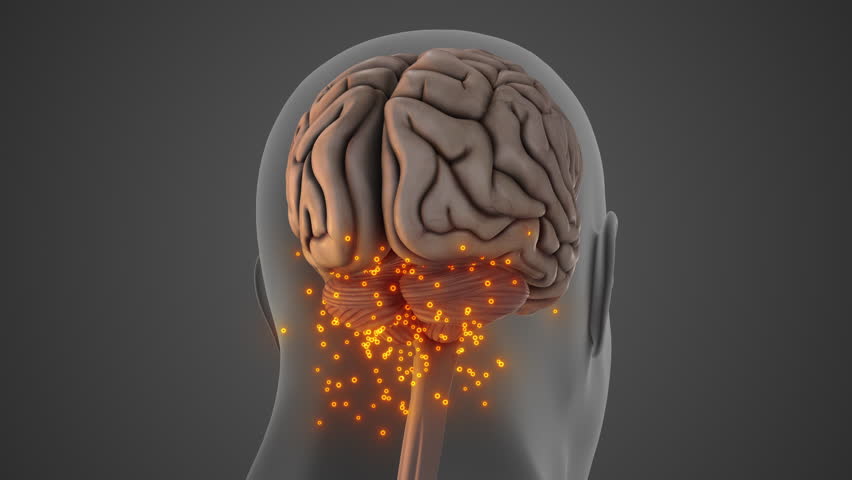 Cerebellum Function in Balance and Motor Coordination