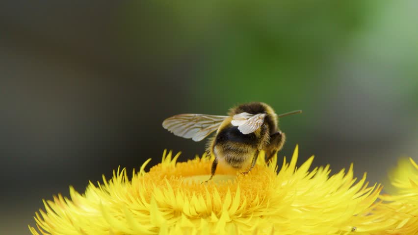 Bumblebee gathers pollen on vibrant yellow flower, macro close-up, natural daylight, shallow depth