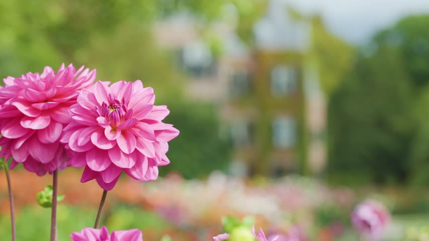Close-up pink dahlias sway gently in spring garden, blurred castle background, natural daylight, shallow focus