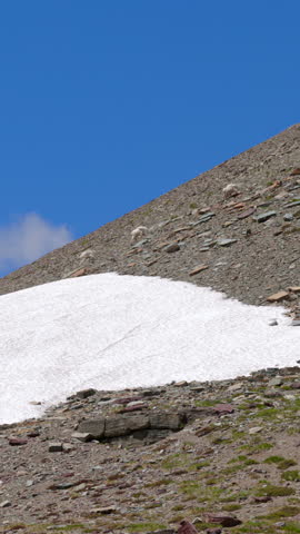 Beautiful view showcases a snow patch with mountain goats walking on a rocky mountain slope beneath a clear, bright blue sky, highlighting the breathtaking beauty of the natural world around us