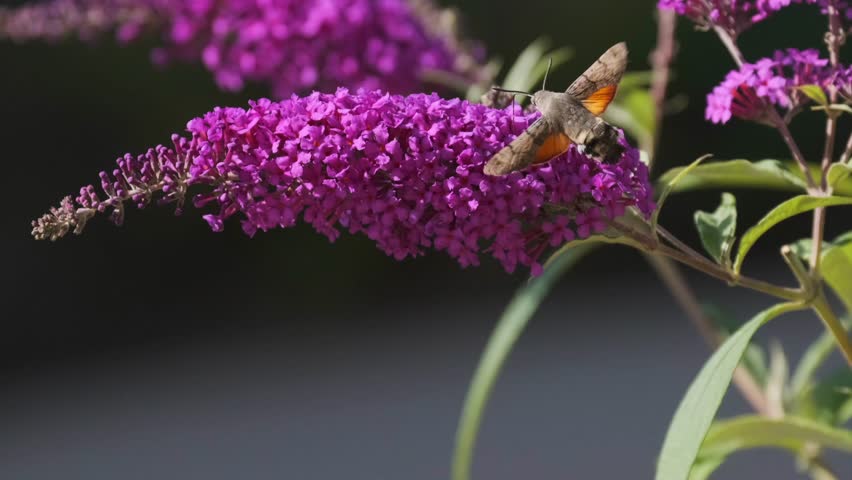 A hummingbird hawk-moth with orange spots hovers above purple buddleia flowers, extending its proboscis to the nectar. It stays aloft, rapidly beating its wings amid green foliage and summer colors.