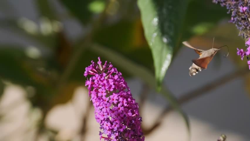 A hummingbird hawk-moth with orange-brown wings hovers above lush purple David buddleia blossoms, gathering nectar from the vibrant flowers in a sunny summer garden.