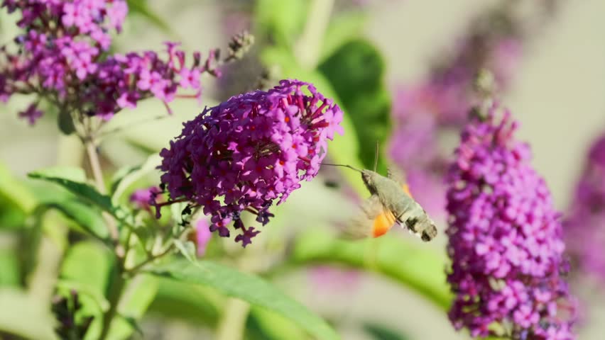A hummingbird hawk-moth with orange-brown wings flutters through the air, moving from one fragrant bright purple buddleia flower to another, gathering nectar in a sunny alpine meadow.