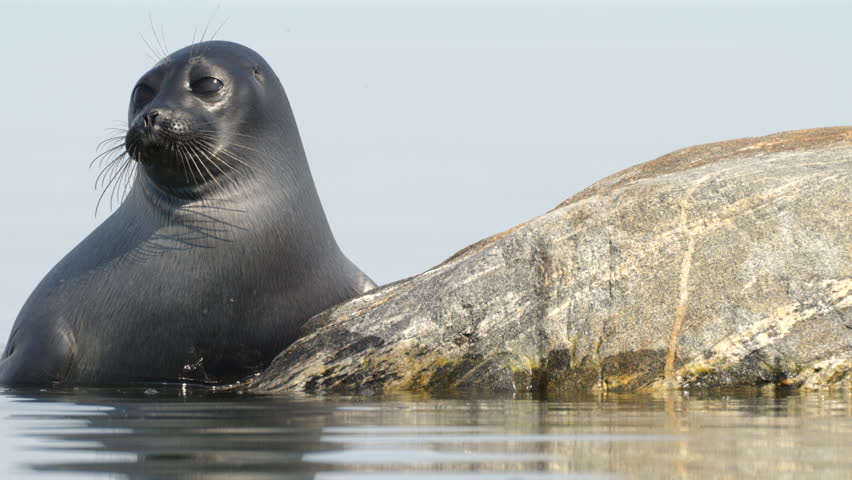 A Charming Seal Enjoys Its Relaxing Time on a Rock by the Waters Edge
