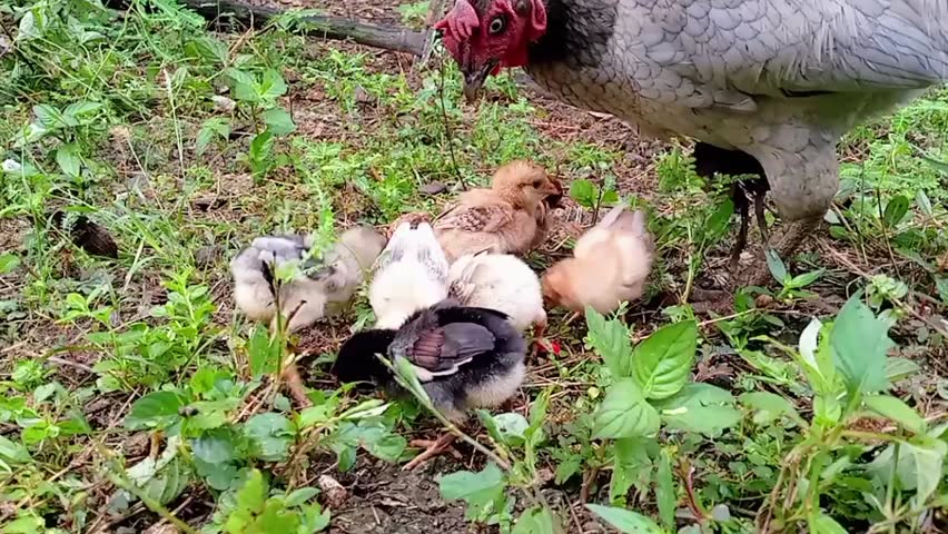 A group of young chicks with varying feather colors, including light yellow, brown, and black, are gathered on the ground amidst green grass and foliage. A larger chicken, likely the mother hen, 