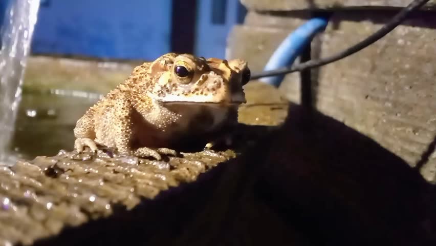 Toad Sitting on the Edge of a Pond at Night