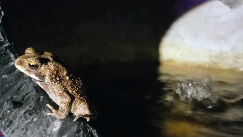Wild Toad Resting Near Water Under Artificial Light at Night