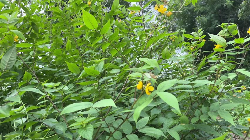 Coffee Senna Plant (Senna occidentalis) Growing in Natur