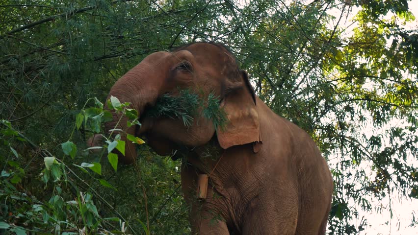 A close-up shot of an elephant eating in Thailand, highlighting the animal’s details and natural behavior.