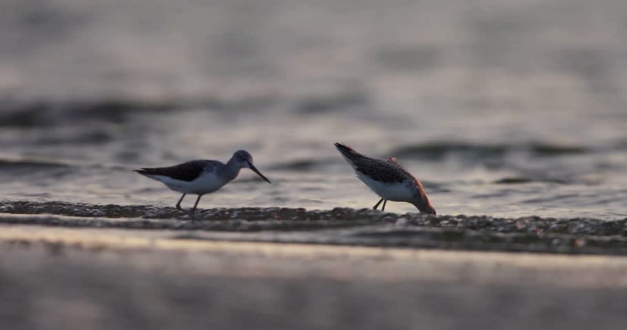 Bird on Shoreline by the Beach – Seabird Walking Along Sea Shore Wildlife Footage