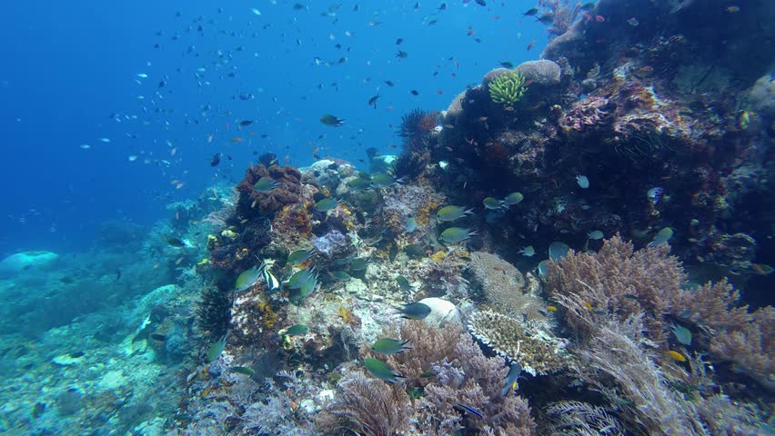 Raja Ampat, Indonesia: Underwater footage of the Fam wall dive site in Raja Ampat in Indonesia Papua. Shot with a slow motion effect and point of view. 