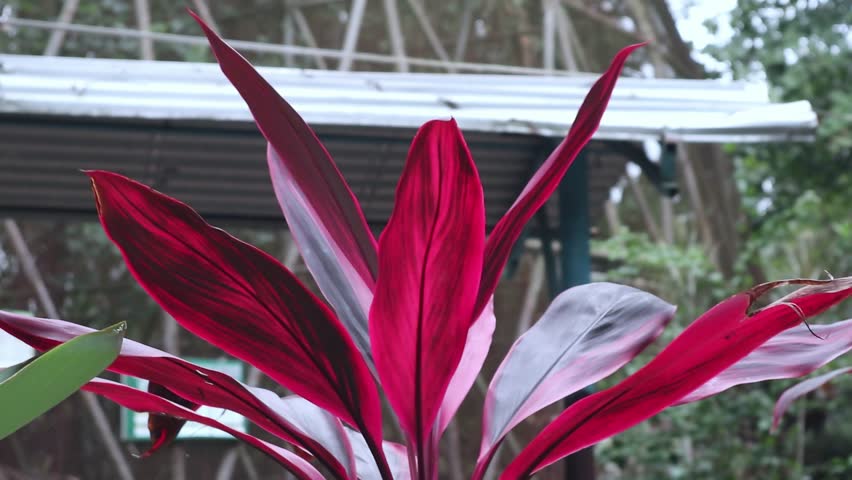 Cordyline fruticosa is an ornamental plant. Often found in garden and outdoor park.