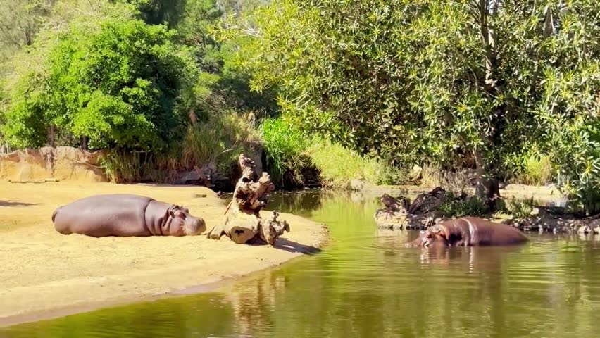 Relaxing scene of two hippos laying together, showcasing the beauty and calmness of wildlife in nature.