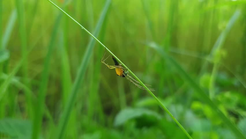 Close-up of a Small Spider Hanging on Grass in Green Nature
