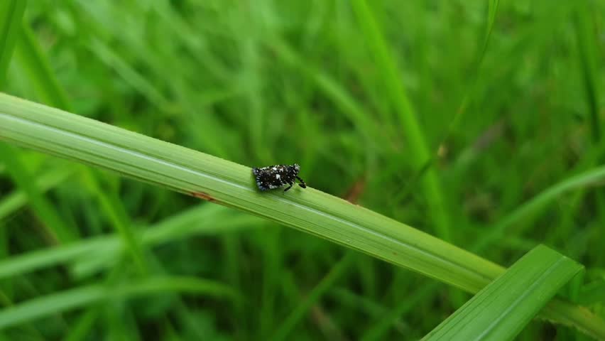 Tiny Black Beetle with White Spots on Grass Blade in Green Nature
