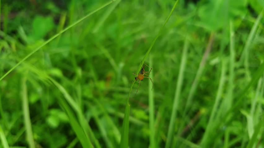 Macro Shot of Small Spider on Grass Blade in Natural Green Background
