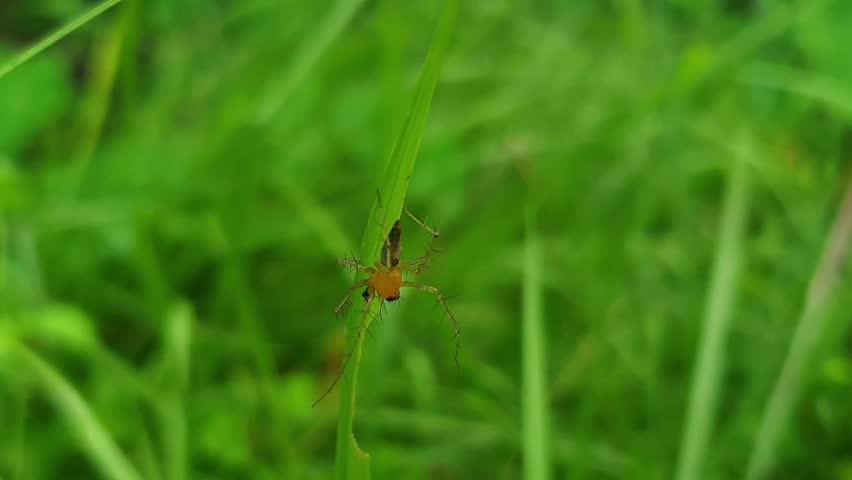 Close up macro video of a tiny orange spider on green grass leaf in natural environment
