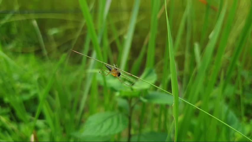 Close up macro video of a small orange spider hanging on grass blade in natural environment
