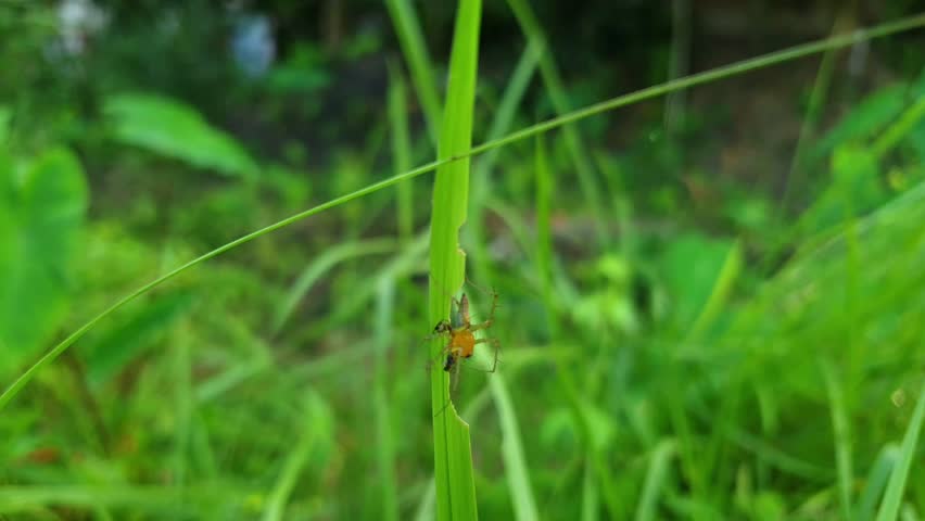 Close-up of a lynx spider on green grass blade in natural environment, macro wildlife video
