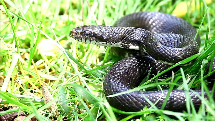 A Large Black Rat Snake Stock Footage Video (100% Royalty-free) 3889139