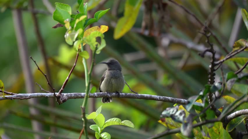 Endemic Seychelles sunbird on tree branch, Mahe, Seychelles 30fps