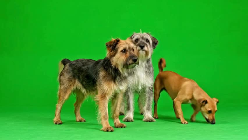 Three dogs are standing together on a green screen background. One dog is light brown, and the other two are medium-sized with shaggy fur.