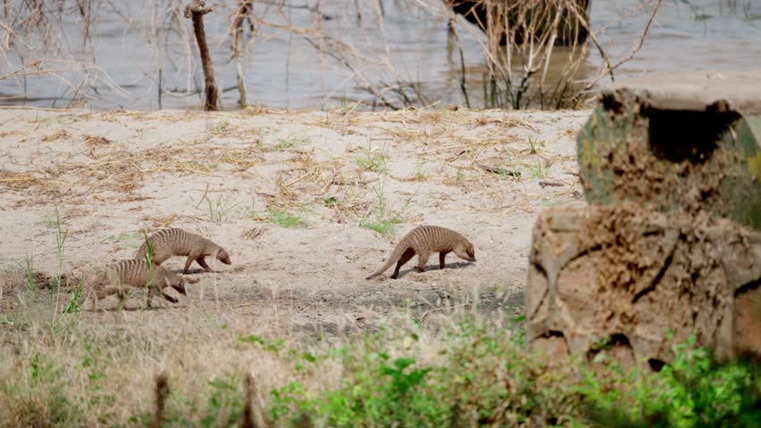 Banded Mongooses foraging near Lake Manyara in Tanzania