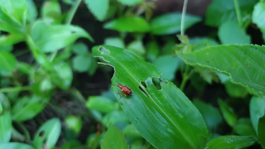 Close-up of red beetle insect on green leaf with natural background in garden
