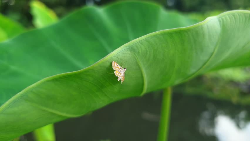 Colorful Insect Resting on Green Leaf Close Up | Nature Wildlife Macro Video