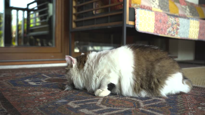 A white cat has caught a field mouse and is eating it on a wooden terrace