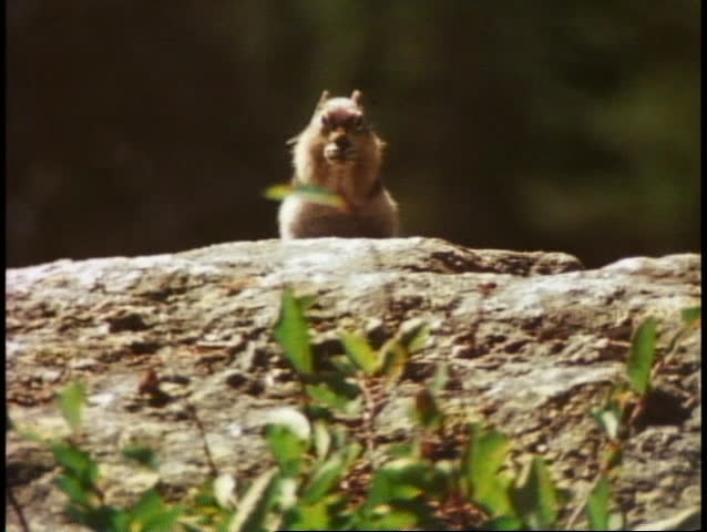 Close up of chipmunk munching, standing up, humorous, Grand Teton National Park