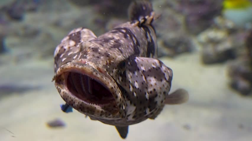 A large spotted grouper floats underwater with its mouth wide open, revealing a dark interior. The background shows sand, other fish and rocks in an aquarium
